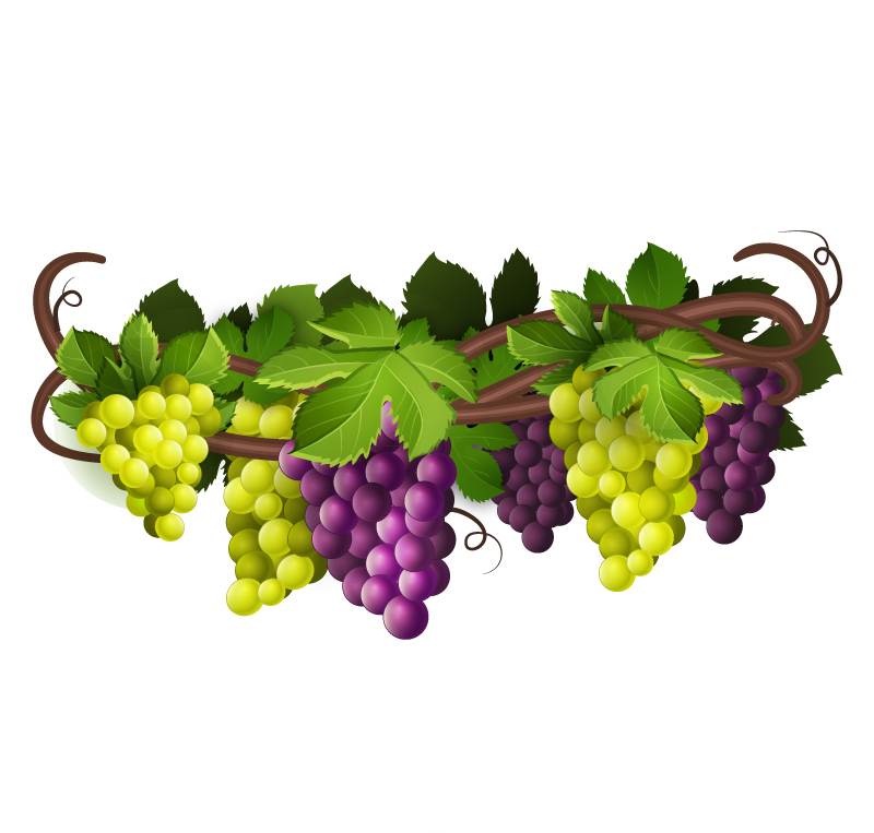 葡萄藤用英语怎么说?是grape vine 还是vine?不清楚