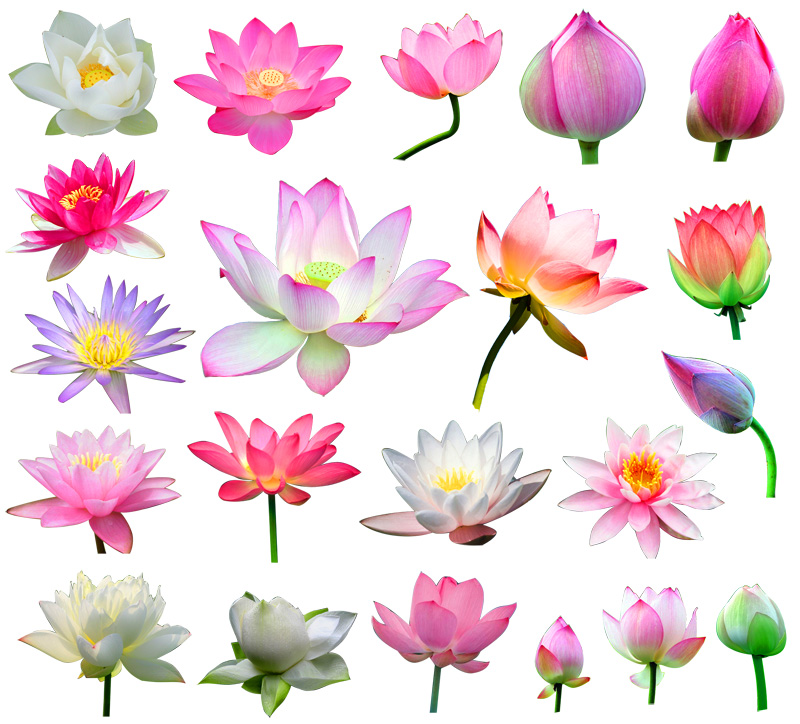 21种荷花莲花图片素材