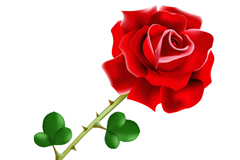 盛开的红色玫瑰花矢量图