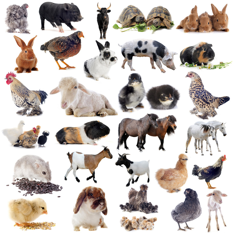 动物 可爱的动物-关键字:火鸡,猪,乌龟,兔子,母鸡,公鸡,小鸡,母鸡