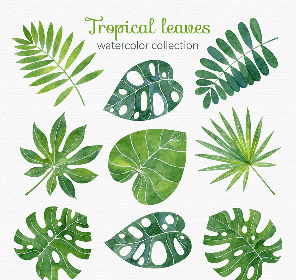 9款水彩绘热带树叶矢量素材