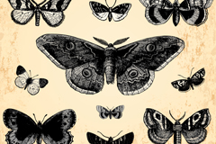źʸز