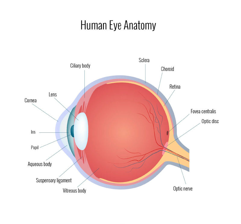 人类眼球结构图图片