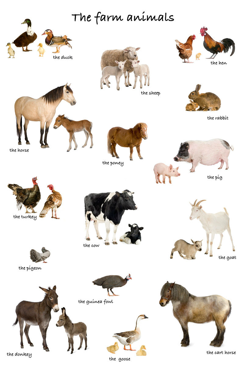 常见的100种动物名称图片
