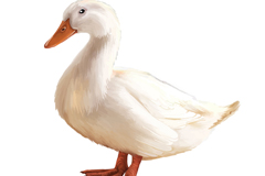 ɫѼʸز