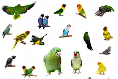 27种鹦鹉高清图片素材