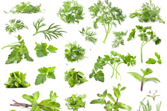 30种绿色菜叶高清图片