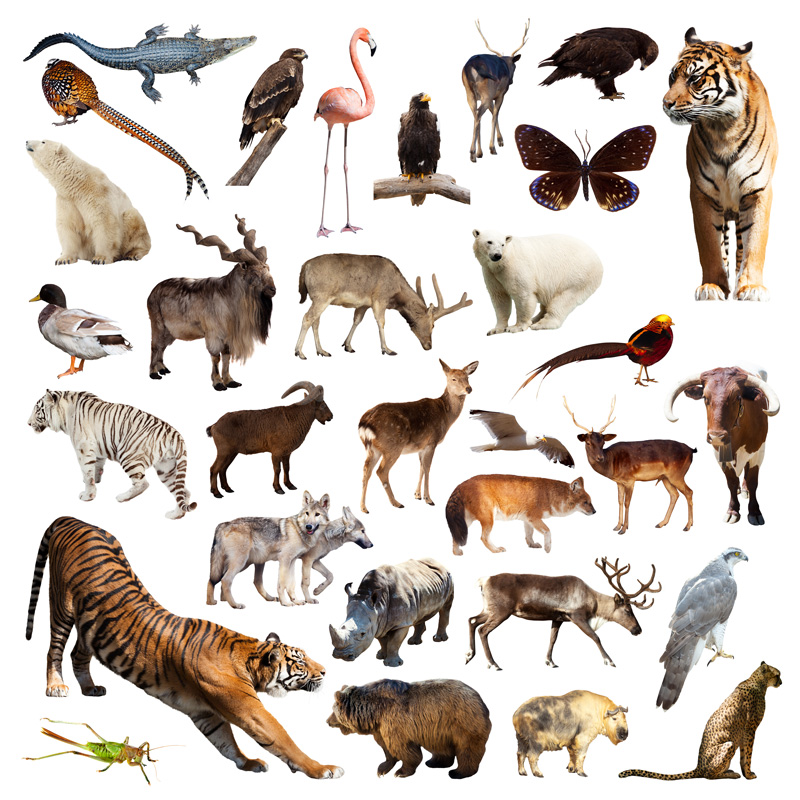 5000种动物图片图片