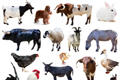 17种家禽家畜动物高清图片