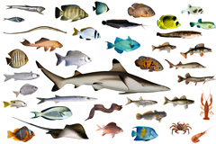40种海洋鱼类高清图片