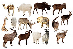 15种常见高原野生动物高清图片