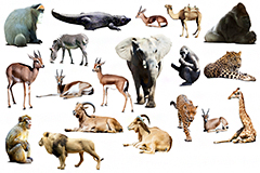 19种野生动物高清图片