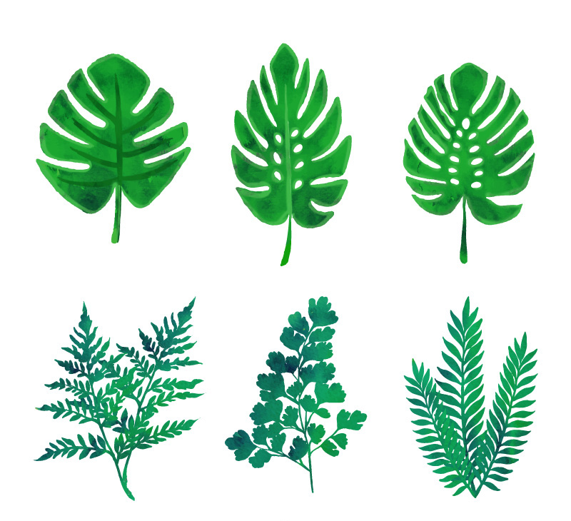 6款绿色植物叶子矢量素材 矢量植物 懒人图库
