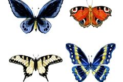 4ˮʺʸز