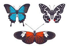 5ʸز