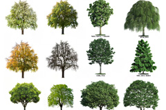 16棵树木高清图片