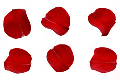 9个红色玫瑰花瓣高清图片