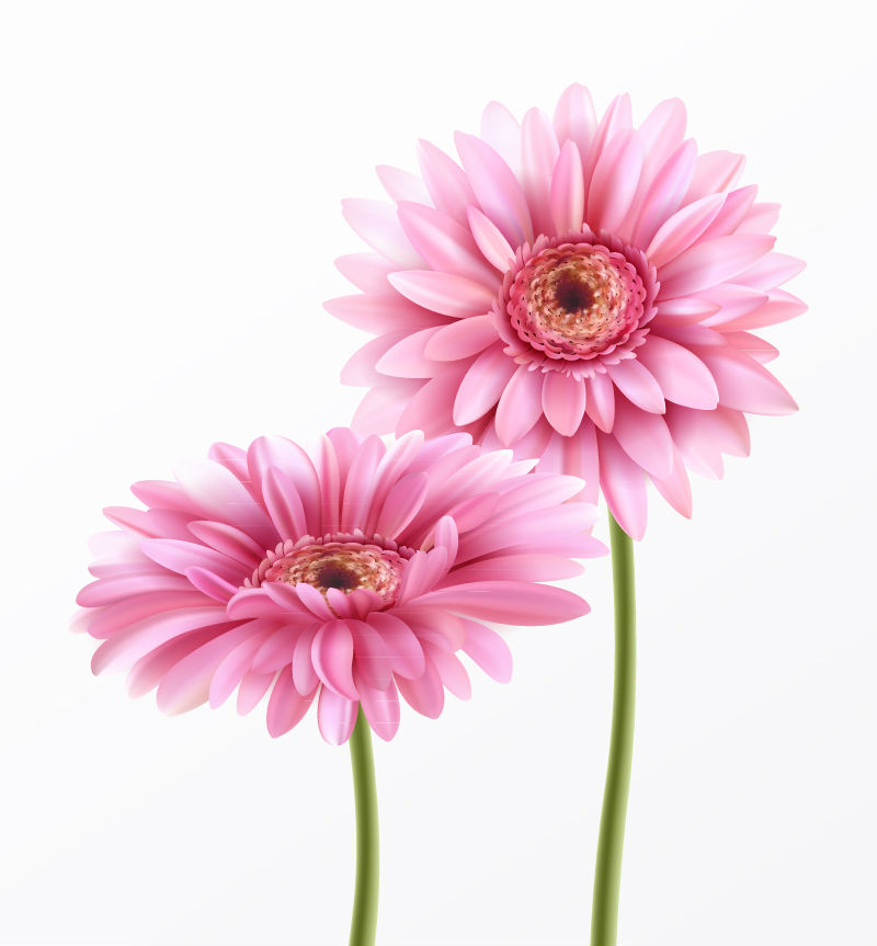 2朵粉色非洲菊矢量素材 矢量植物 懒人图库
