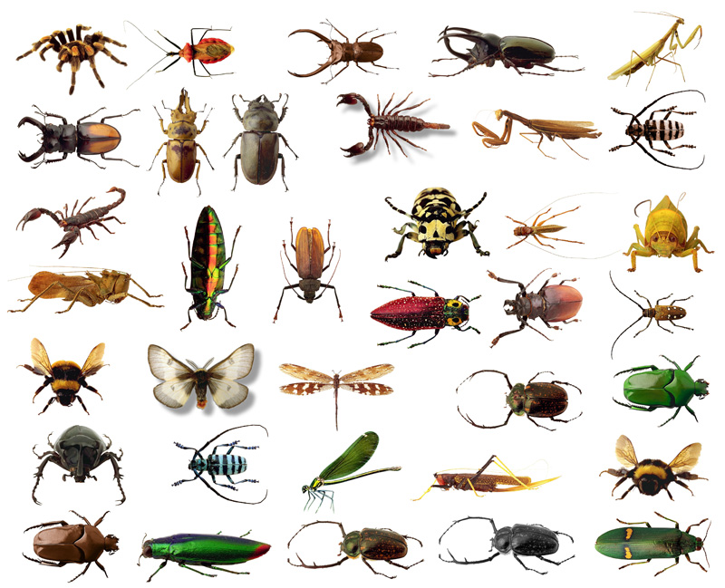 甲虫品种大全图片