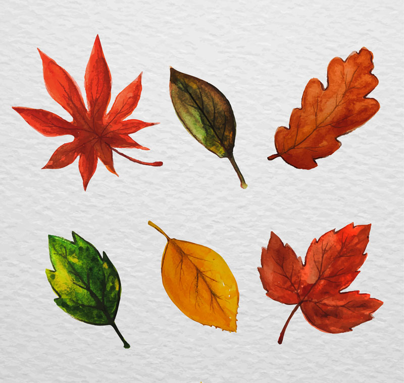 Leaves collection. Рисование осенних листьев. Рисование осенних листочков. Рисование осенними листьями. Рисование с натуры осенних листьев.
