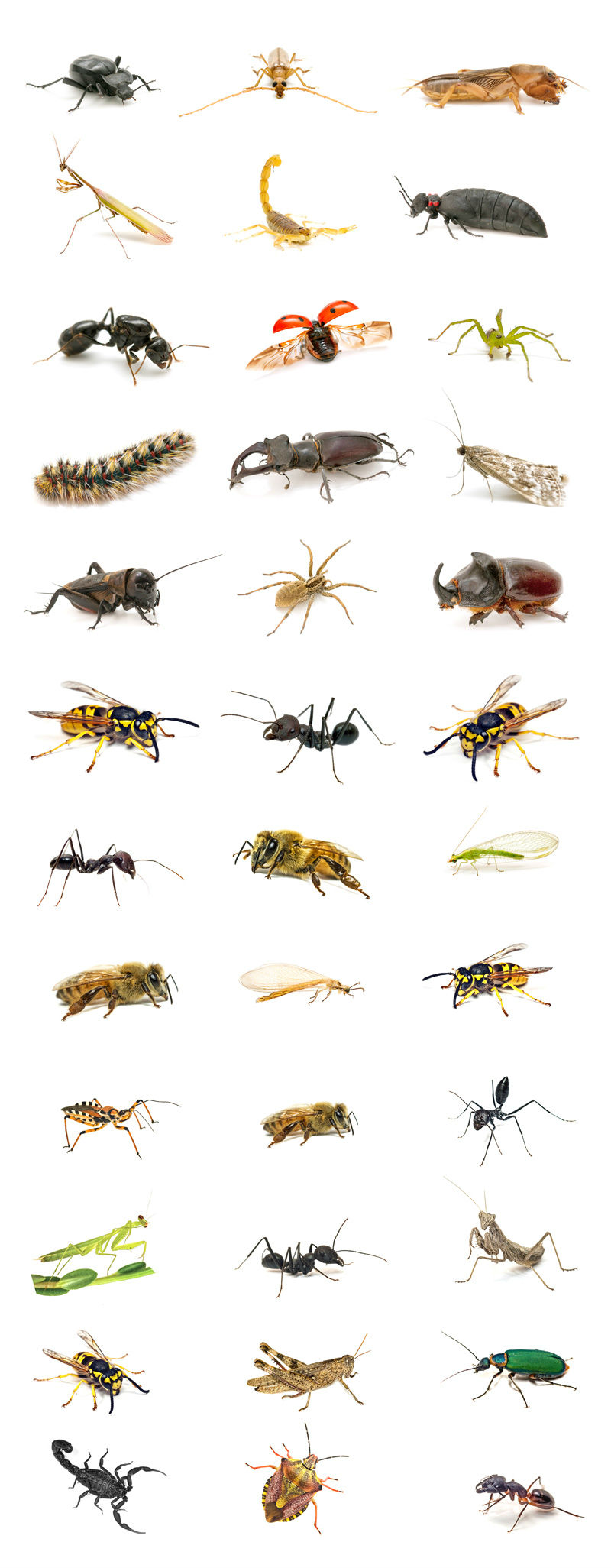 昆虫图片及名称大全图片