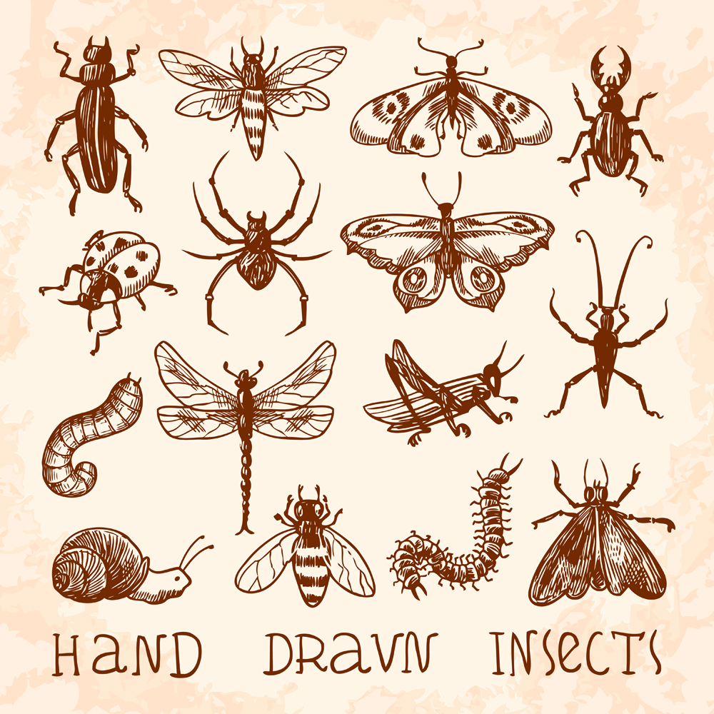 15款手绘昆虫设计矢量素材