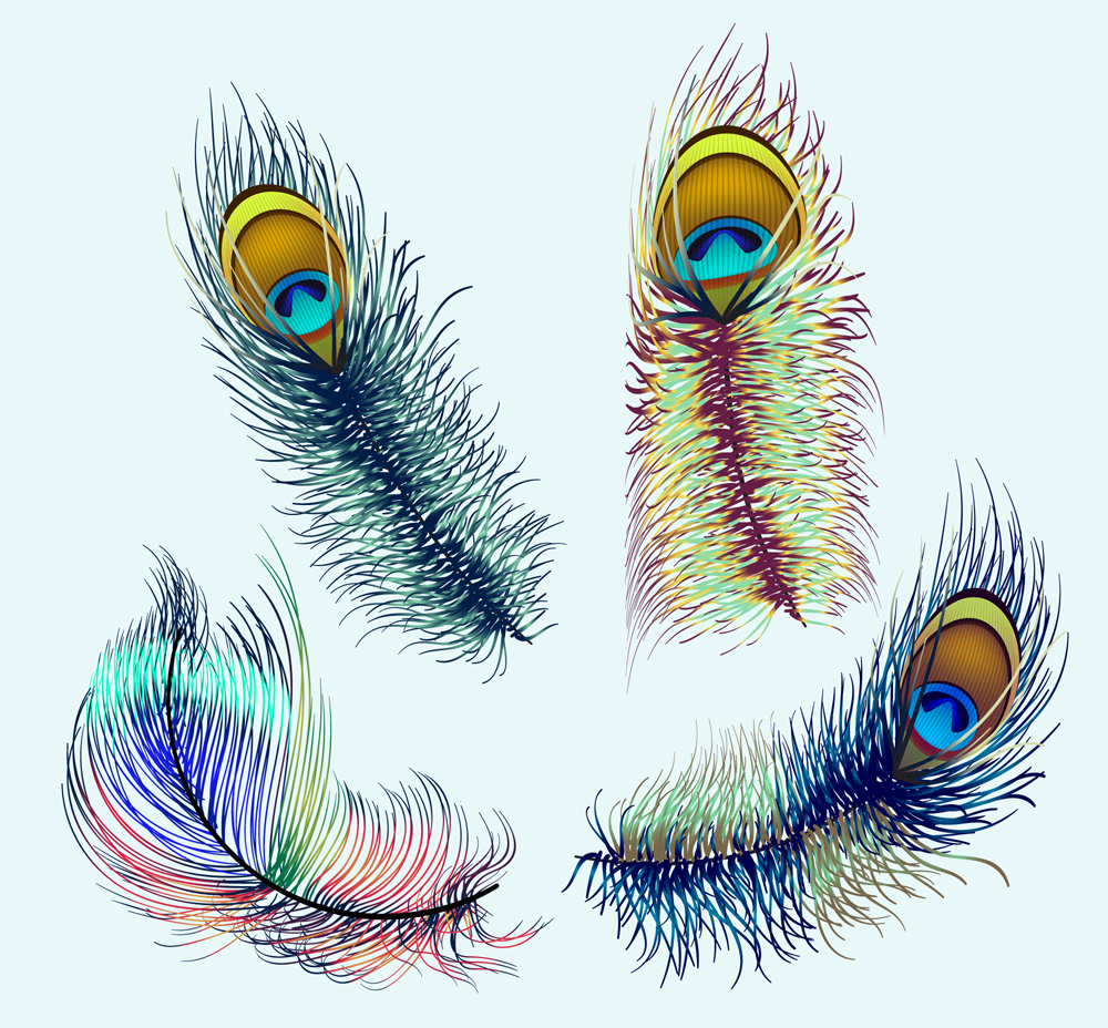 4款彩绘孔雀羽毛矢量素材