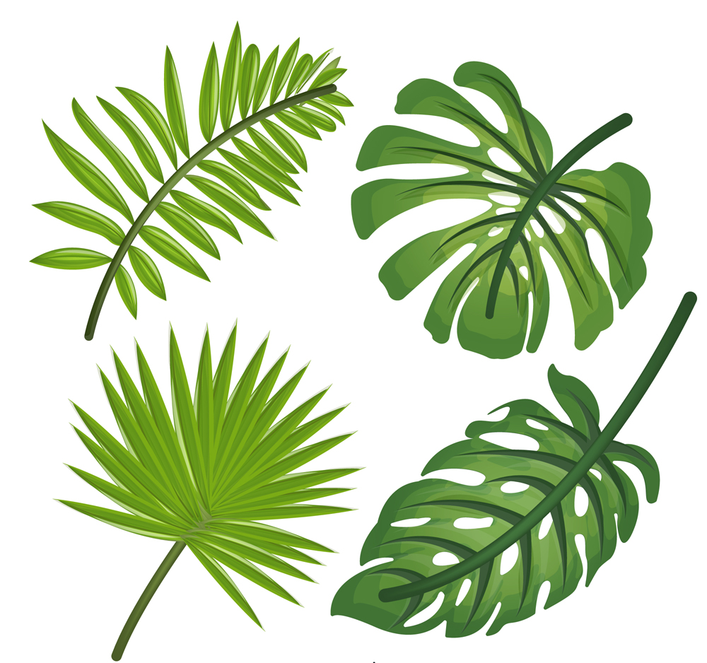 ai格式,含jpg预览图,关键字:棕榈树叶,龟背竹叶,逼真,绿色,热带,植物
