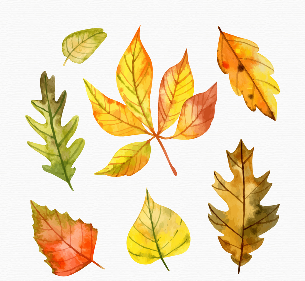 7款水彩绘秋季树叶矢量素材