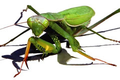 ʸز