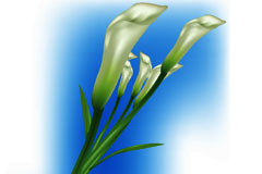 ٺʸز