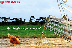 How fresh do you want it?