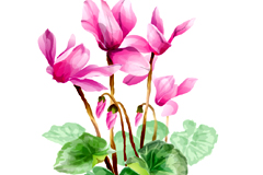 йˮīʸز