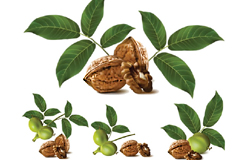 ƺʸز