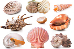 12种海洋贝类高清图片素材