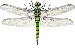 ʻʸز